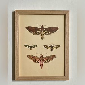 English Garden Dragonfly Framed Print 6x8 NWT